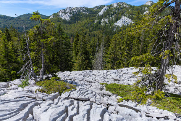 Eroded rocks with limestone pavements on the Velebit Mountain, Croatia