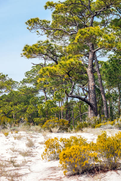 istock Dauphin Island landscape, Alabama 2157694624