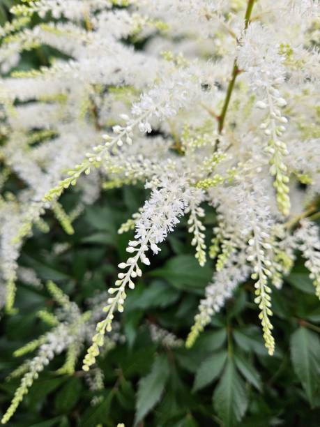 istock White Flowers Of Astilbe Plant 2157696135