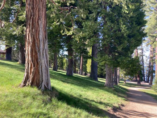 istock A path along the shore of Sugar Pine Point Beach 2157696371
