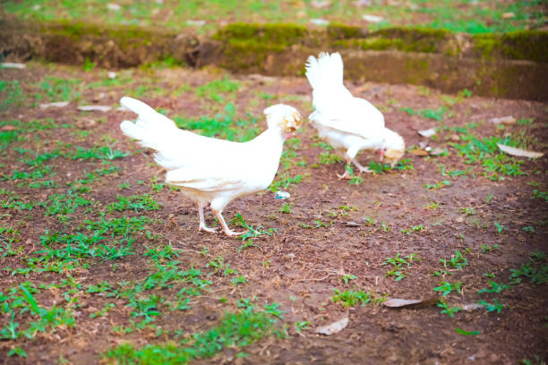 This white crested chicken breed lives in a spacious cage