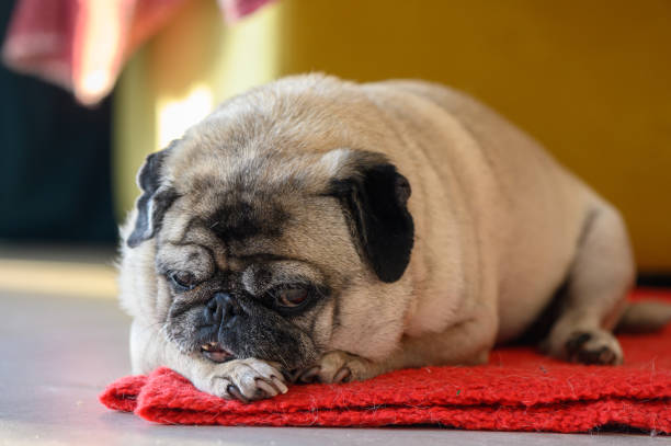 istock Senior pug resting at home 2157697695