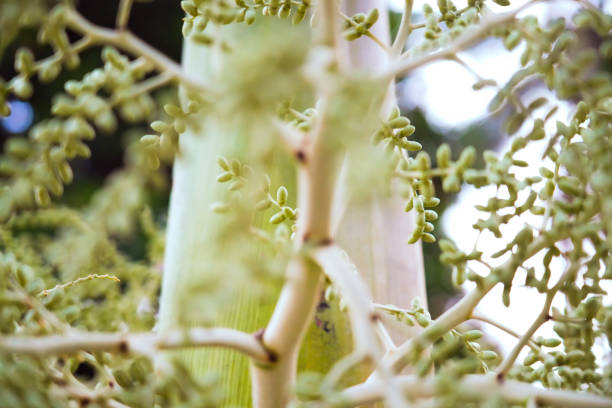 close up Areca nut flowers ready to become betel nuts