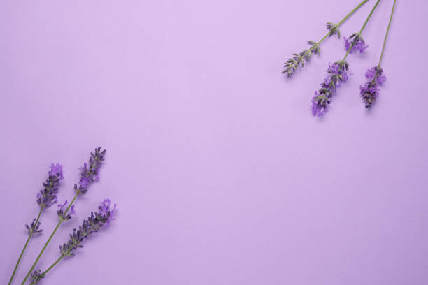 istock Creative layout from lavender flowers on lilac background. Top view. Flat lay with copy space. 2157698035
