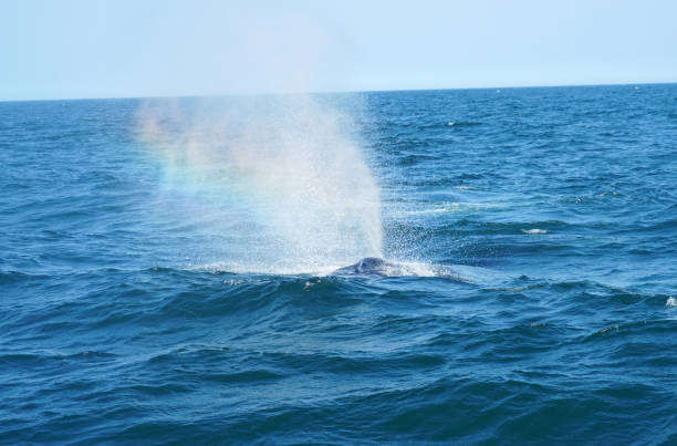 close up on the whale sprouting in the ocean