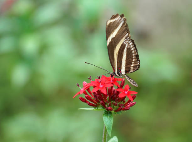 istock close up on beautiful butterfly on red flower 2157700609
