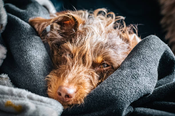 istock Lazy, sleepy little god on a bed burred in blanket 2157700663