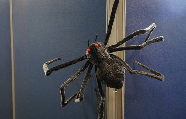 istock close up on Halloween spider in the room 2157702256