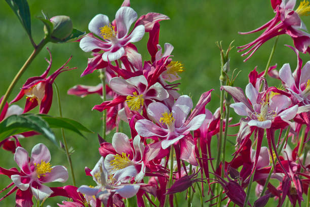 Pink aquilegia flowers close-up in the garden bed.