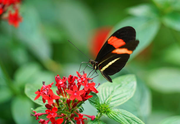 istock close up on beautiful butterfly on red flower 2157702379