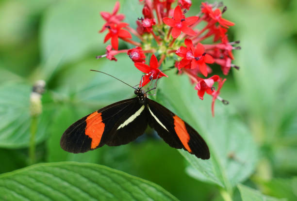 istock close up on beautiful butterfly on red flower 2157702393