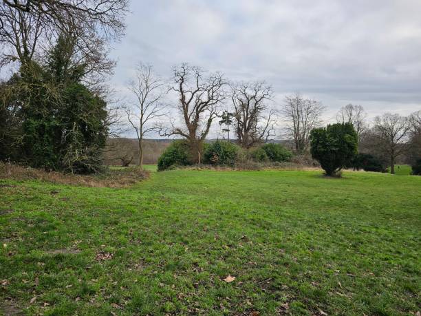 A grassy area with trees and bushes