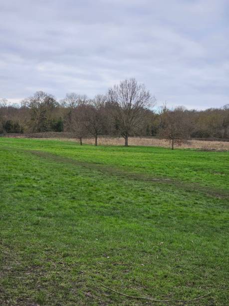 istock A grass field with trees in the background 2157703128