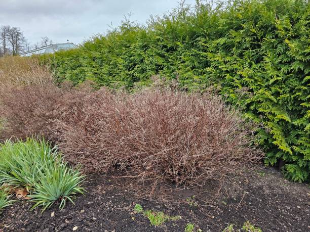 istock A plant with brown leaves and a fence 2157703236
