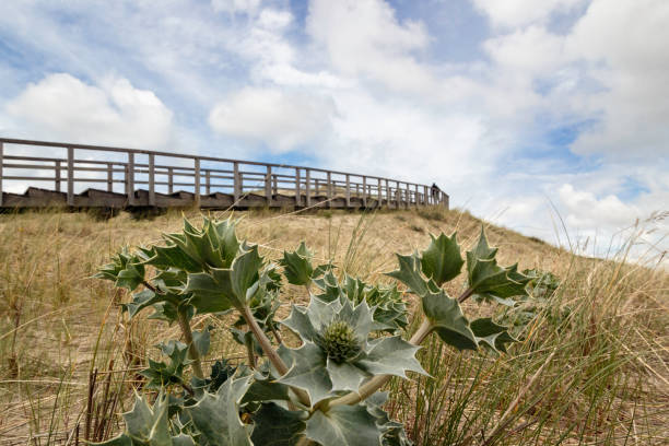 In the background a long wooden staircase. Focus on the thistle.