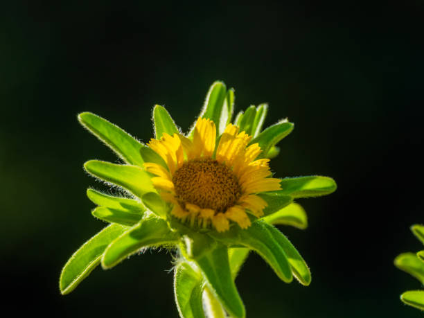 Closeup of wild flower head