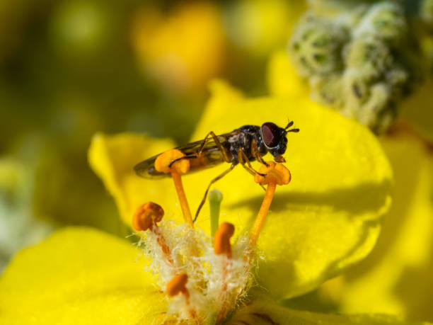 istock Pollination, insect on a flower head 2157705422