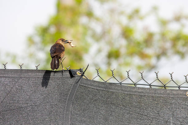 Black bird with a freshn kill in his beak on a fence in South Florida.