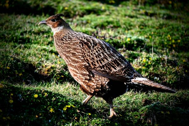 Himalayan Monal, is a pheasant native of Himalayan forests