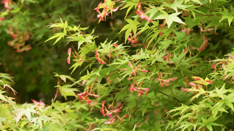Lush green foliage of Japanese maple or Acer palmatum with red winged seeds swaying in the wind