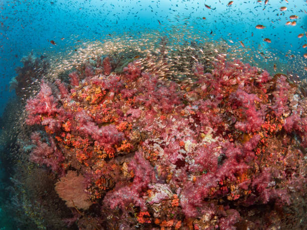 istock Underwater in Similan Soft coral and seafan many small fish 2157706262