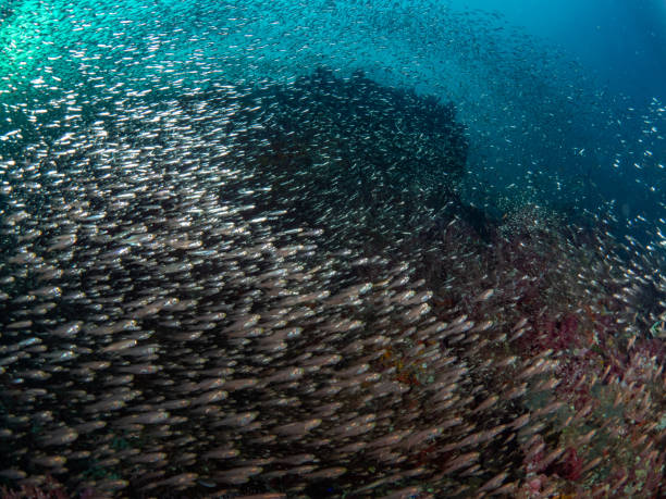 istock Underwater in Similan Soft coral and seafan many small fish 2157708775