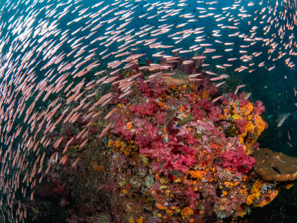 istock Underwater in Similan Soft coral and seafan many small fish 2157708815