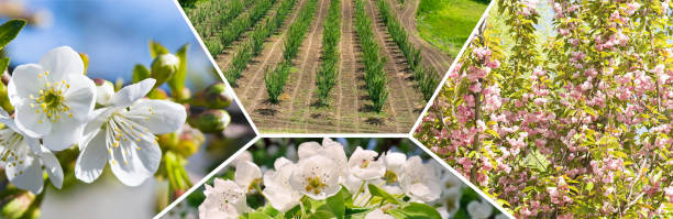 istock flowering of fruit trees. Collage.  Wide photo. 2157709139