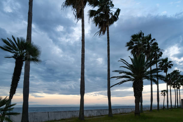 複数のヤシの木と海と雲が見える風景