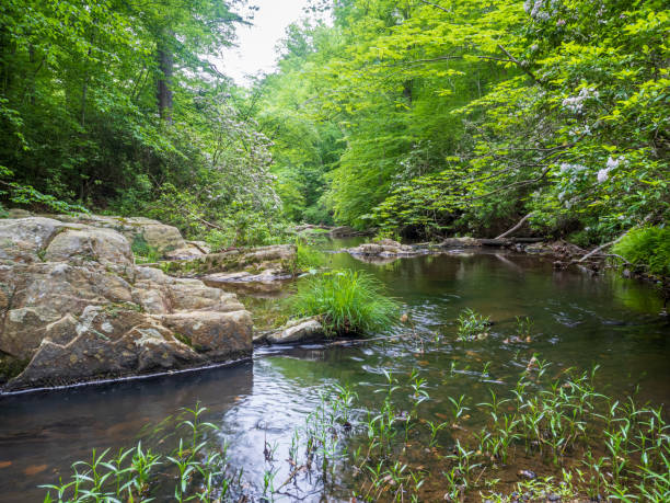 istock A calm stream with grass, rocks is floating through the green forest in Prince William Forest Park, Virginia. 2157709628