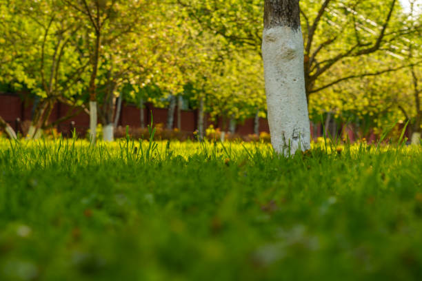 Morning in the sunny park . High quality photo