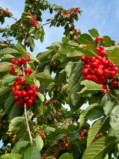 istock Cherries in different states of ripeness on cherry tree 2157713287