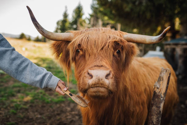 istock Unrecognizable woman brushing highland cow 2157713924