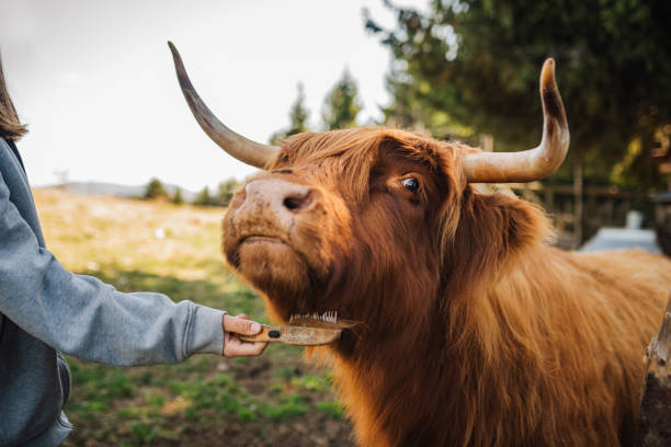 istock Unrecognizable woman brushing highland cow 2157713925