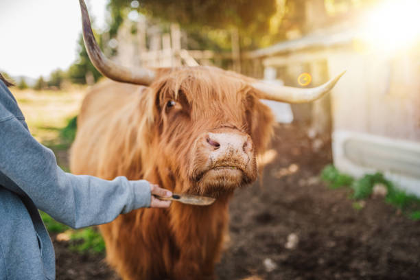 istock Unrecognizable woman brushing highland cow 2157713928