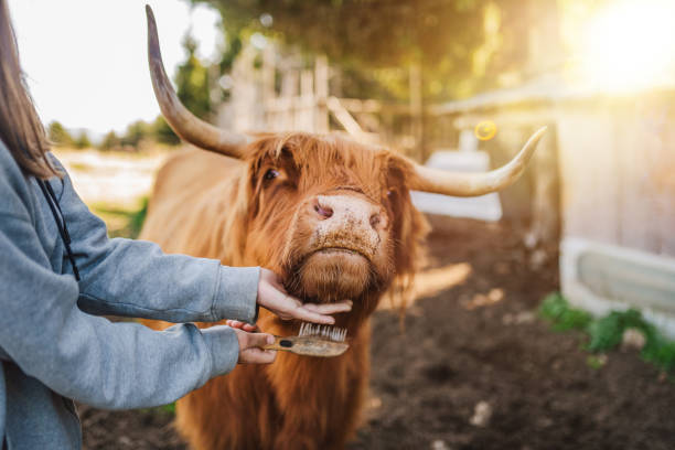 Unrecognizable woman brushing highland cow