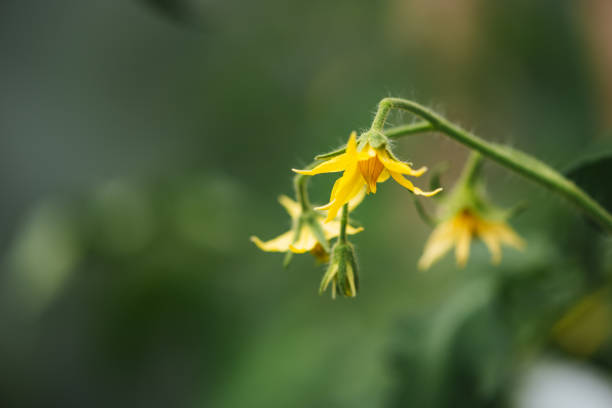 Close up of a tomato blossom