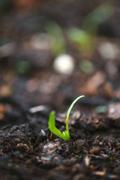 Closeup shot of spinach growing on a farm . Spinach seedlings