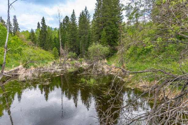 Little swamp in the forest