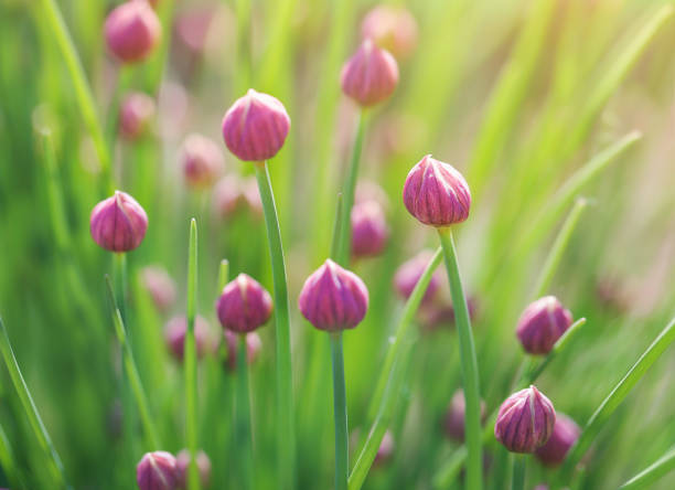 bulbous plant preparing to bloom
