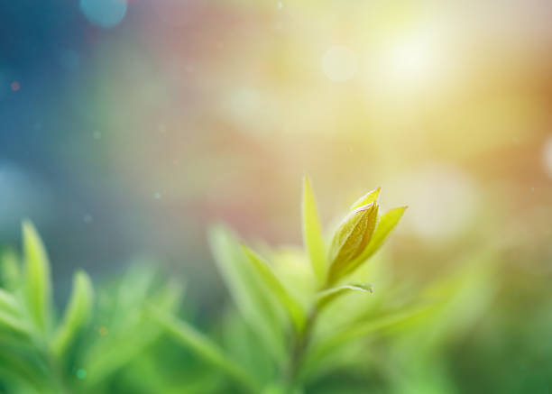 tea plant in sunlight, which gives a fairytale mood. copy space