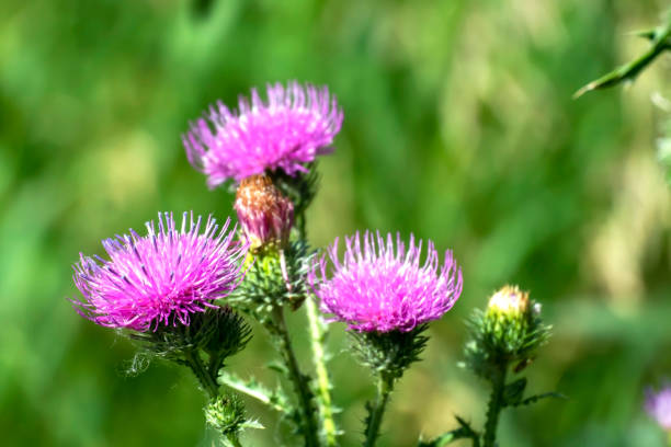 istock bright beautiful Pink thistle flowers 2157715757