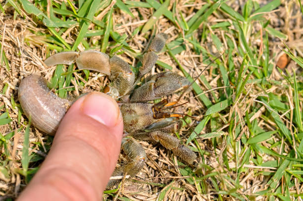 Stream crab from Sichuan province of China