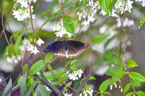 Butterfly on tree leaves in a garden