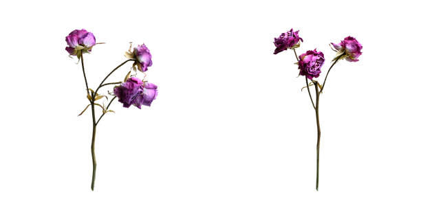 collection dried rose flower on isolated white background