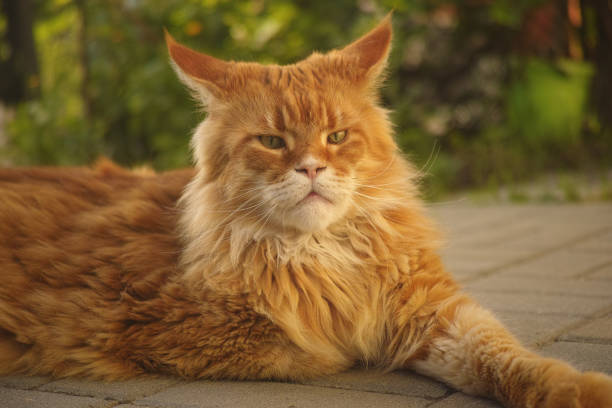 istock A red Maine Coon cat lying in a garden. 2157716405
