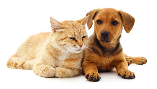istock Red cat and puppy. 2157716418