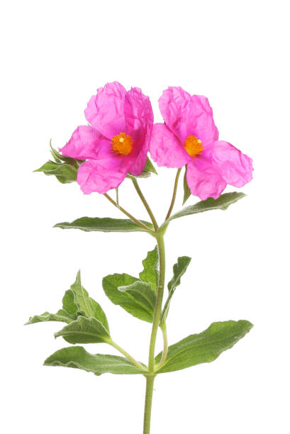 istock Cistus flowers and foliage 2157716778