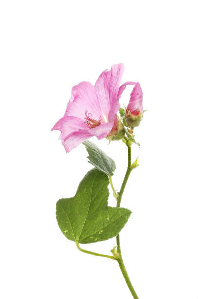 istock Lavatera flower and bud 2157716837