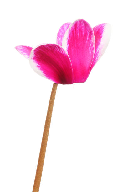 istock Magenta cycamen flower 2157716843